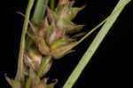 Arkansas sedge